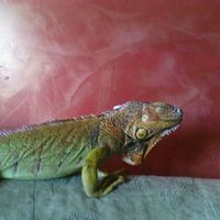 венециански мазилки - 56691 предложения