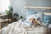 тапицирани легла - 66636 новини