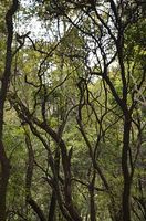 екскурзия Етиопия - 72264 типа