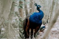 екскурзия Колумбия - 78542 снимки