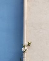 растениевъдства - 55763 селекции