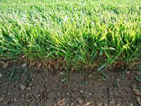 райграс цена - 13957 възможности