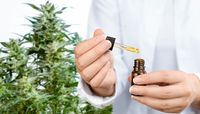 CBD масло - 59082 цени CBD масло - 35546 цени