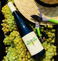 пенливо вино - 65970 варианти | shopwine.me пенливо вино - 90146 варианти