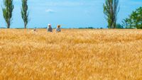 етерично маслени култури - 5063 оферти | AgroTV етерично маслени култури - 30350 оферти