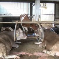 говедовъдство - 57180 разновидности говедовъдство - 9576 разновидности