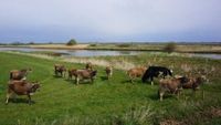 зърнопроизводство - 74851 варианти зърнопроизводство - 3709 варианти