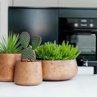 интериорно озеленяване - 83210 възможности