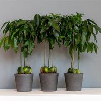 интериорно озеленяване - 21509 цени