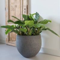 кашпи - 1661 промоции