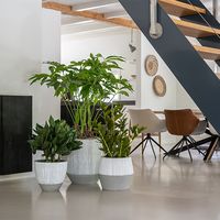 керамични саксии - 69319 цени