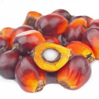 храна за папагали - 55508 награди