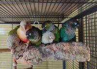 кацалки за папагали - 26567 комбинации