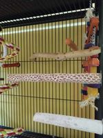 папагал ара - 23972 отстъпки