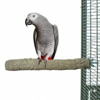 Ръчно хранене на папагали - 31464 новини