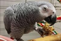 Раница за папагал - 49097 типа