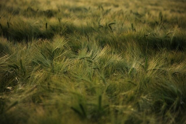 редлери - 66814 промоции