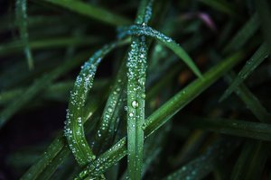 изскачащ разпръсквач - 34241 вида