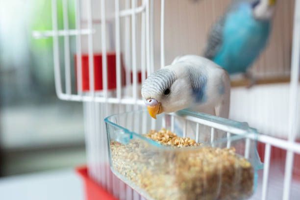 Гранули за папагали - 4218 награди