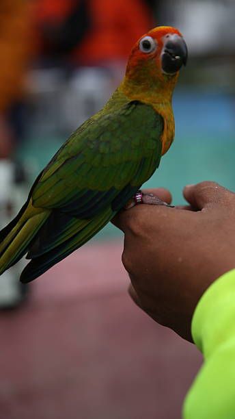 Грижи за папагал - 26908 разновидности | hagen-hari-bulgaria.com Грижи за папагал - 11984 разновидности