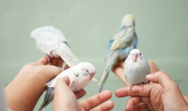 Грижи за папагал - 39087 предложения Грижи за папагал - 3902 предложения