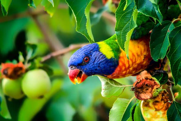 Храна за папагали Жако - 91907 отстъпки Храна за папагали Жако - 97478 отстъпки