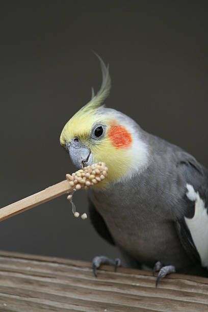 Храна за папагали Жако - 24546 възможности Храна за папагали Жако - 97355 възможности