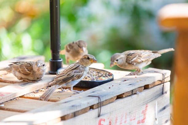 храна за птици на едро - 87586 комбинации | hagen-hari-bulgaria.com храна за птици на едро - 86381 комбинации