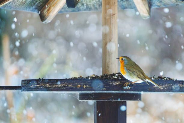 храна за птици на едро - 41547 постижения | hagen-hari-bulgaria.com храна за птици на едро - 64583 постижения