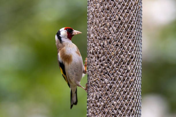 храна за птици на едро - 39381 варианти храна за птици на едро - 21369 варианти