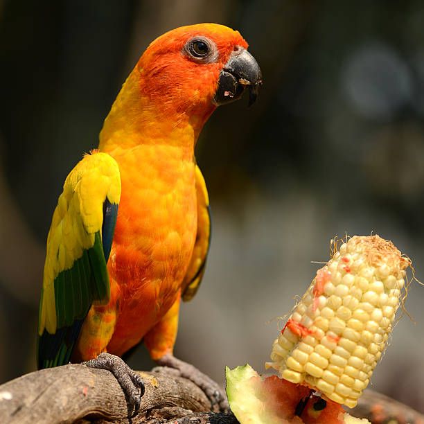 Храна за вълнисти папагали - 44747 предложения Храна за вълнисти папагали - 10665 предложения