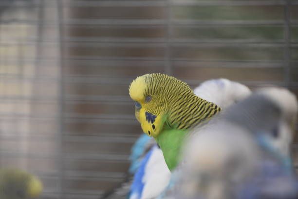 Играчки за вълнисти папагали - 25750 отстъпки