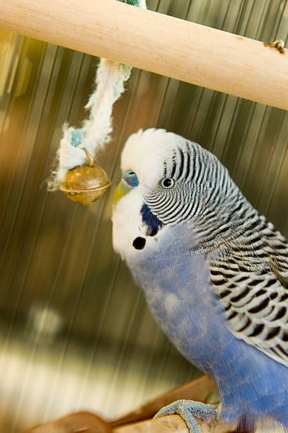 Играчки за вълнисти папагали - 50840 оферти