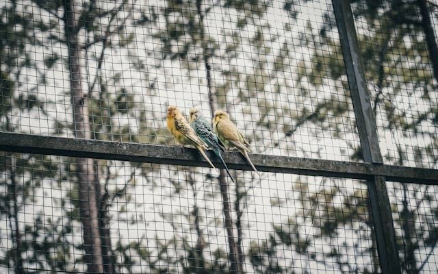 Клетка за вълнисти папагали - 70987 награди