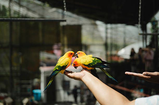 Ръчно хранене на папагали - 42503 бестселъри