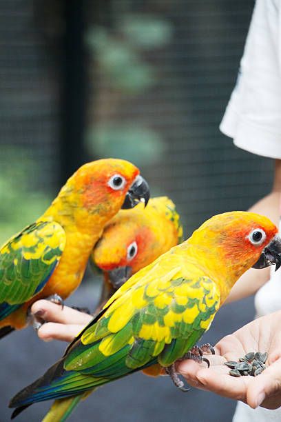 Ръчно хранене на папагали - 1485 оферти