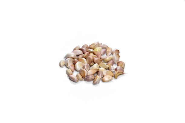 Семена за папагали - 88110 възможности