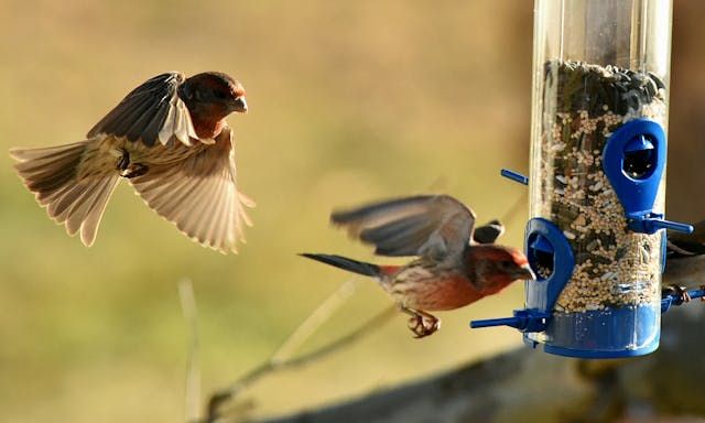 Семена за папагали - 60579 оферти