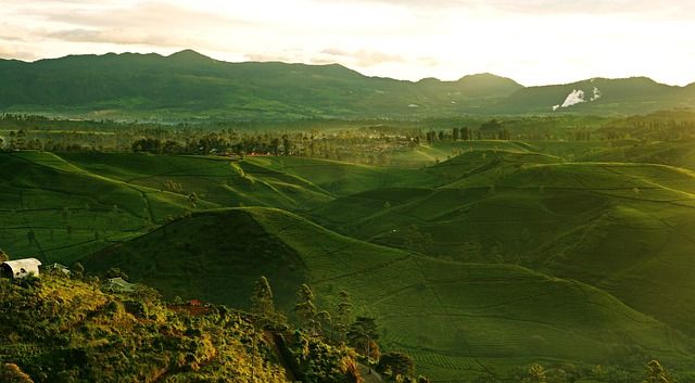 ДФЗ - 65107 цени ДФЗ - 9709 цени