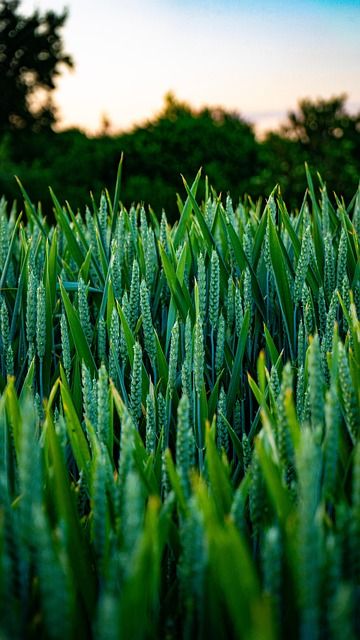 МЗХ - 85308 вида | agrovest.bg МЗХ - 38720 вида